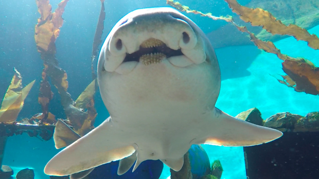 Could this be a bold, smiling shark?