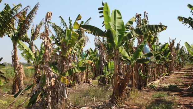 Rows of banana plants affected by Panama disease tropical race 4.