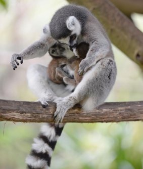 The two new ring-tailed lemurs are the first to be born at Australia Zoo and will help to raise awareness for the endangered species.
