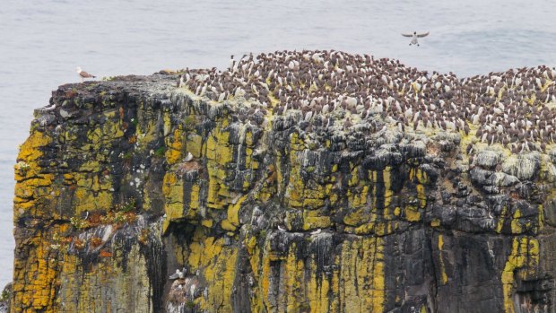 Sea stack with Common Murres Rathlin Island and nesting gulls.