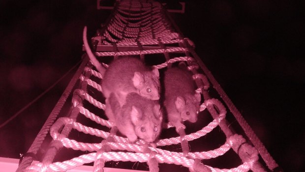 Possums taking the rope bridge over the Hume Highway. Researchers say the bridges are connecting animal populations once divided by the road.​