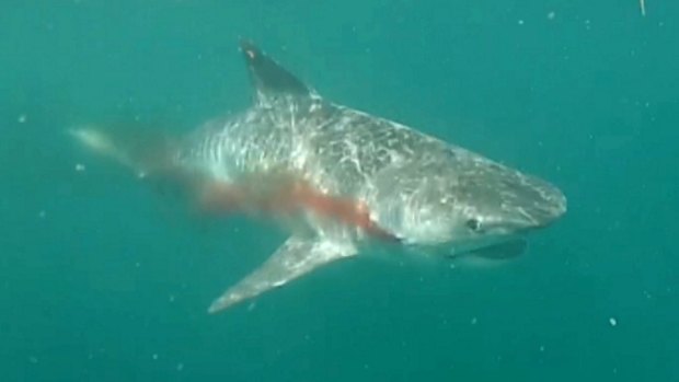 A tiger shark released after capture in WA. There is disagreement between scientists and fishermen about mortality rates on release. 