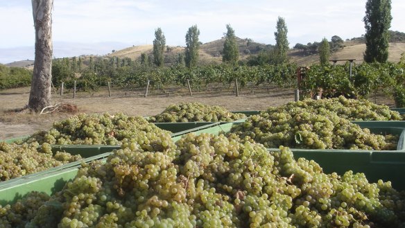 Harvest in Murrumbateman, in the Canberra district wine region.