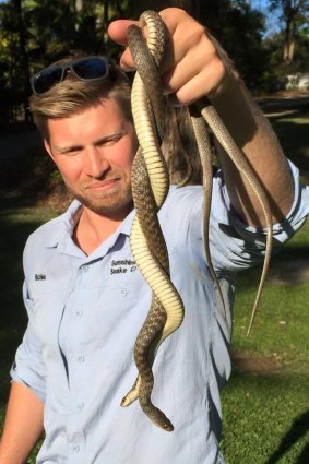 Richie Gilbert from Sunshine Coast Snake Catchers with two Keelbacks.
