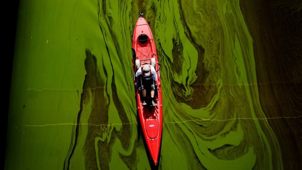 Algae may be dangerous in river systems but can be farmed for profit.