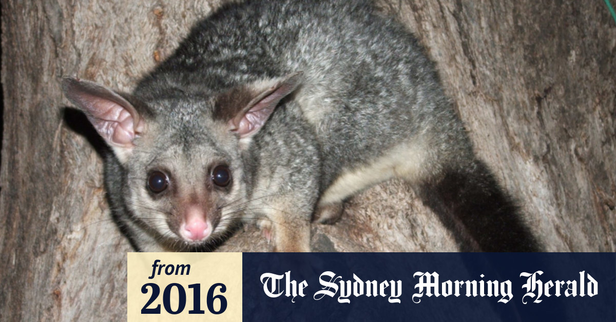 New Zealand Vows To Eradicate The Feral Aussie Possum By 2050
