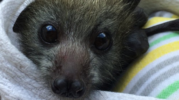 WIRES is responding to dozens of calls to rescue flying foxes.