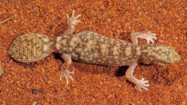 A new species of fat-tailed gecko has been discovered by scientists in outback Queensland.