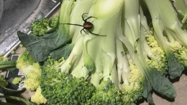Woolworths customer Maurice Wilson said this spider lunged at his finger while he was chopping the broccoli.
