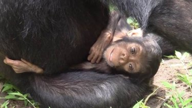 Chimpanzee Mother Caring For Down Syndrome Infant In The Wild Can Teach Us About Human Behaviour