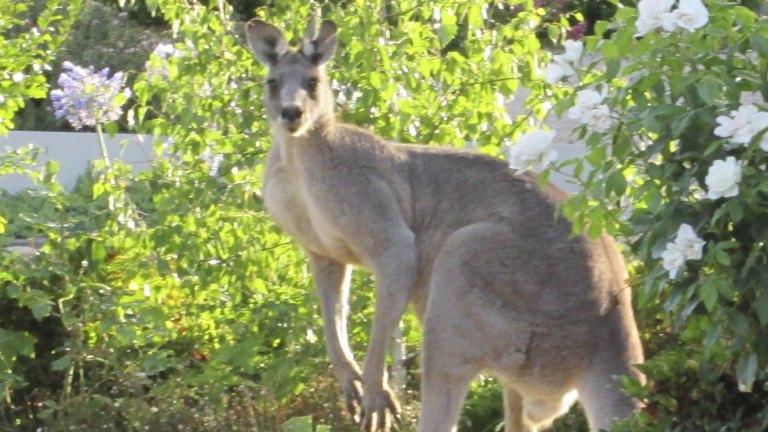 Kangaroo Attack What Do If You Come Face To Face With A Kangaroo
