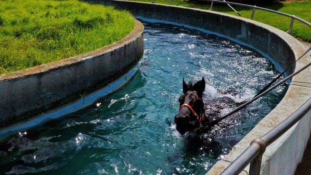 Going swimmingly:  Caulfield Cup favourite Lucia Valentina takes a dip.