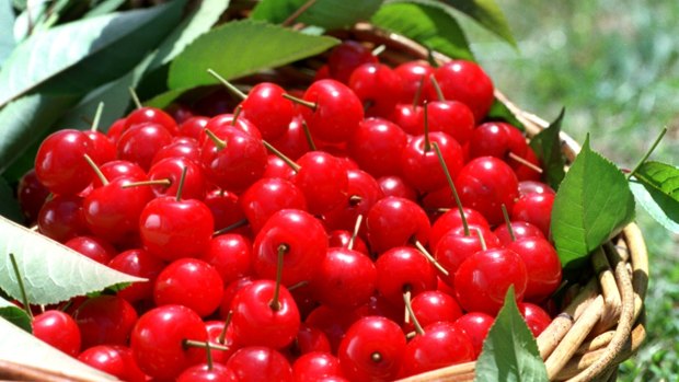 Chinese specialty food retailer Winha has signed a memorandum of understanding with cherry growers in the Goulburn Valley. 