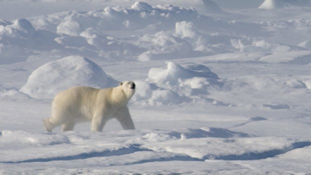 A polar bear on the ice floe in Baffin Bay above the Arctic circle, where the ice is melting.