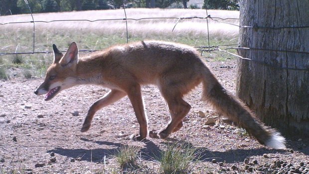 Foxes numbers are rising, and their control is a higher priority for NSW land managers.