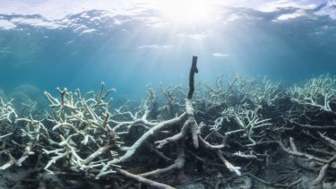 Scientists report that some 74 reefs between Cairns and Townsville on average are bleached 25-30 per cent.