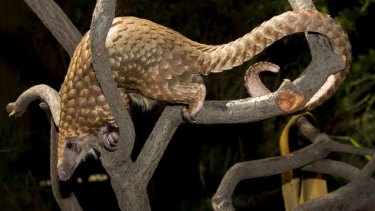 Baba, a male white-bellied tree pangolin, has lived at the San Diego Zoo since 2007. 