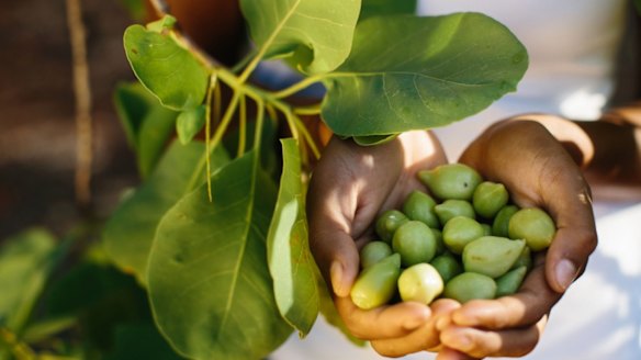 Business boost for Indigenous entrepreneurs