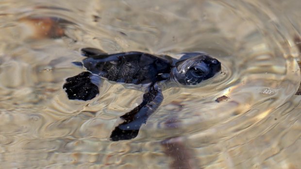 Turtle hatchlings work better together in tunneling to the surface.