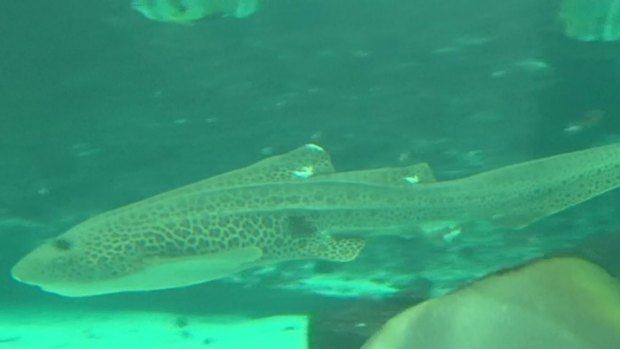 Leonie the leopard shark is the first shark recorded to change from sexual to asexual reproduction.