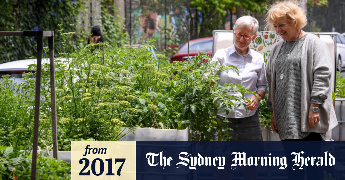 From Plastic And Concrete A Community Garden Grows In The Heart Of Fitzroy