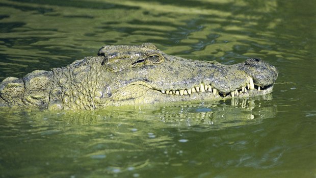 New modelling is expected to be used to warn people about crocodiles.