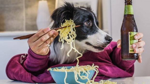 Good food night noodle markets will be allowing dogs to attend. Dog model Murphy Johnstone of Spence.