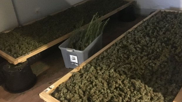 Two drying racks were also allegedly found at the property with a large amount of dried cannabis.