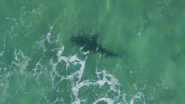A shark sighting at Burwood Beach near Newcastle.