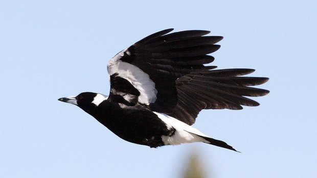 The magpie responsible for attacking two boy's at Whiteman Park on Sunday has been destroyed. 