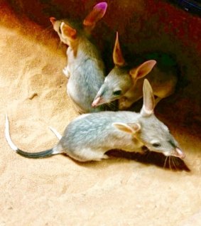 The bilbies are the first triplets ever born at the Ipswich Nature Centre.