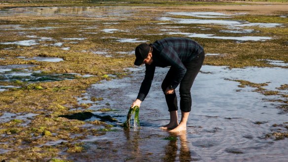 James Viles on the seaweed hunt in Stanley, Tasmania.