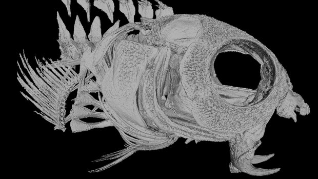 A CT scan shows the prominent fangs of the fang blenny fish.
