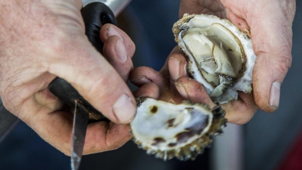 Sydney Rock Oysters' incredibly strong adductor muscles help them stay fresh longer than other species.