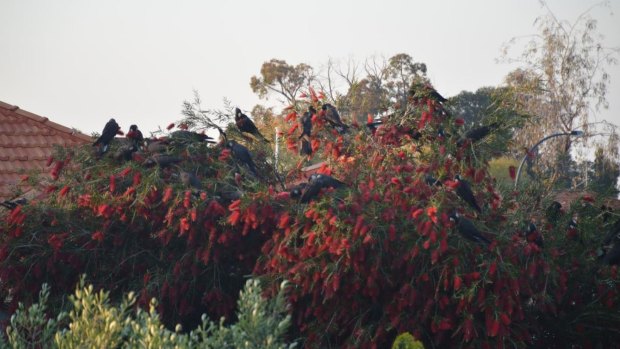 A flock of Carnabys black cockatoos feast on a bottlebrush tree in Carramar in Perth's north.