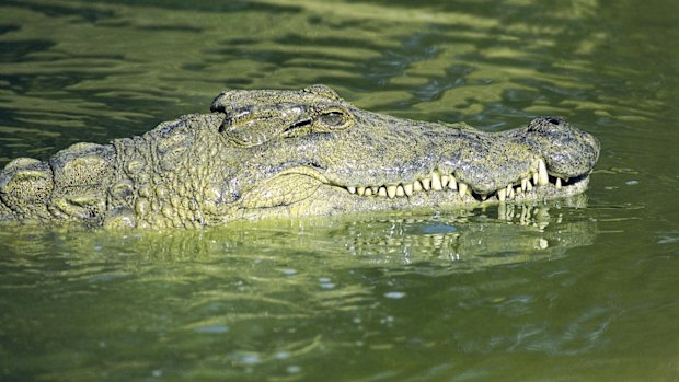 New research has found estuarine crocodiles, which most people know as saltwater crocodiles, were relatively inactive between January and August, remaining in backwaters.