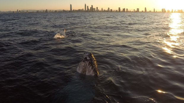 A whale breaches on the Gold Coast this week.