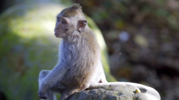 The long-tailed macaque is one species used in a study of autism that could help find therapies for the syndrome in humans.