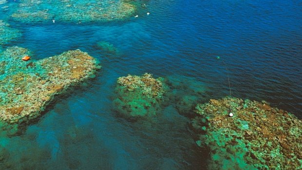 Sea squirts can be found in the Great Barrier Reef.