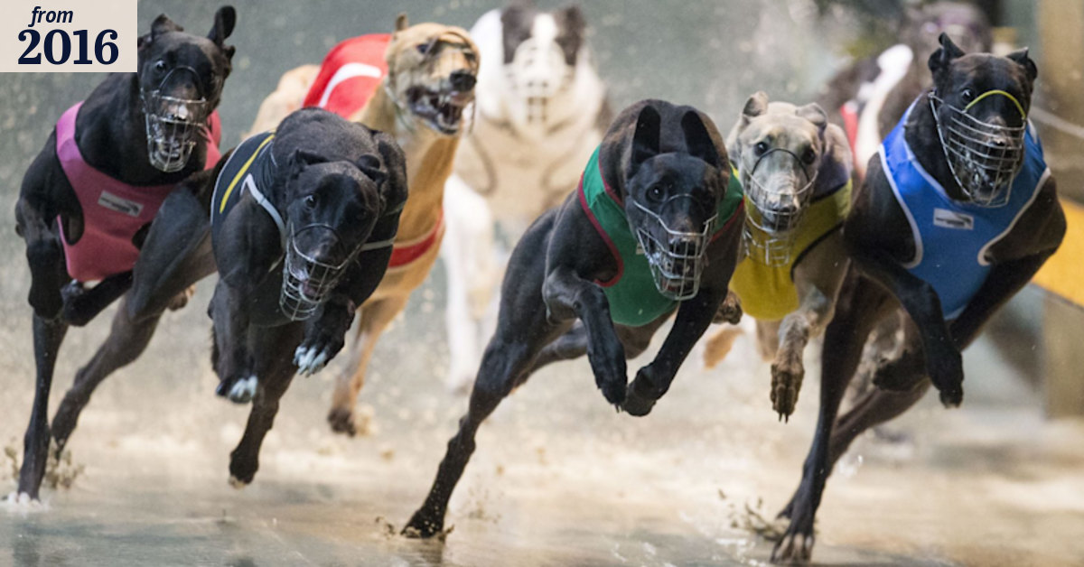 Key findings of Special Commission of Inquiry into the Greyhound Racing ...