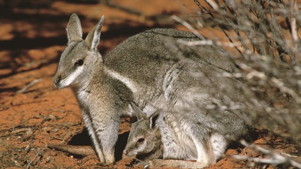 Bridled nailtail wallabies were common in eastern Australia before Europeans arrived.