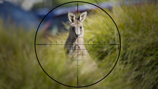 The number of Kangaroos allowed to be culled in Victoria has more than doubled in two years  