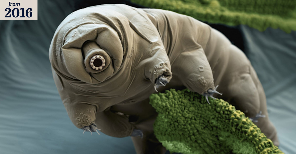 The creatures that came in from the cold