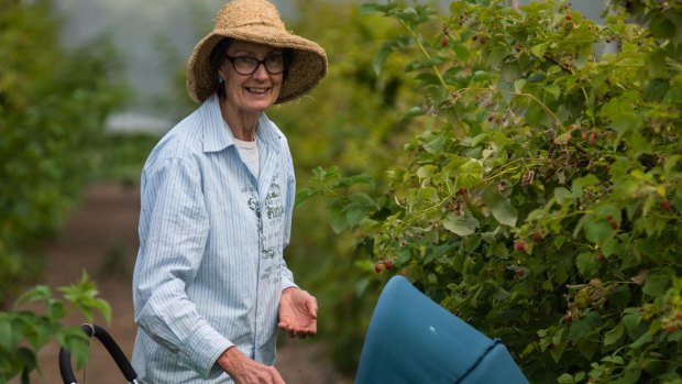 Jenny McConnell harvests her prize berries using a pram.