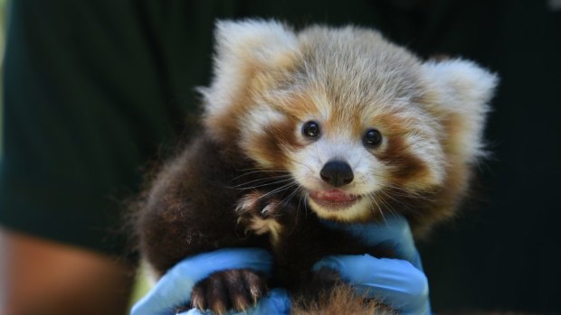 The red panda cub sailed through his health check at Perth Zoo this week.