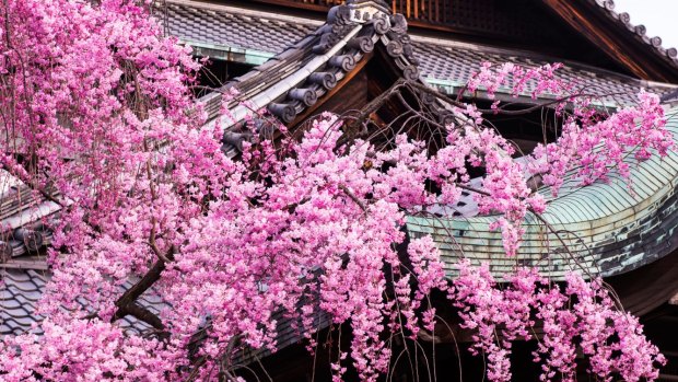 Cherry blossoms in Gion.
