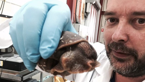 Postal union campaigns to save giant panda snail as 'mascot' for ...