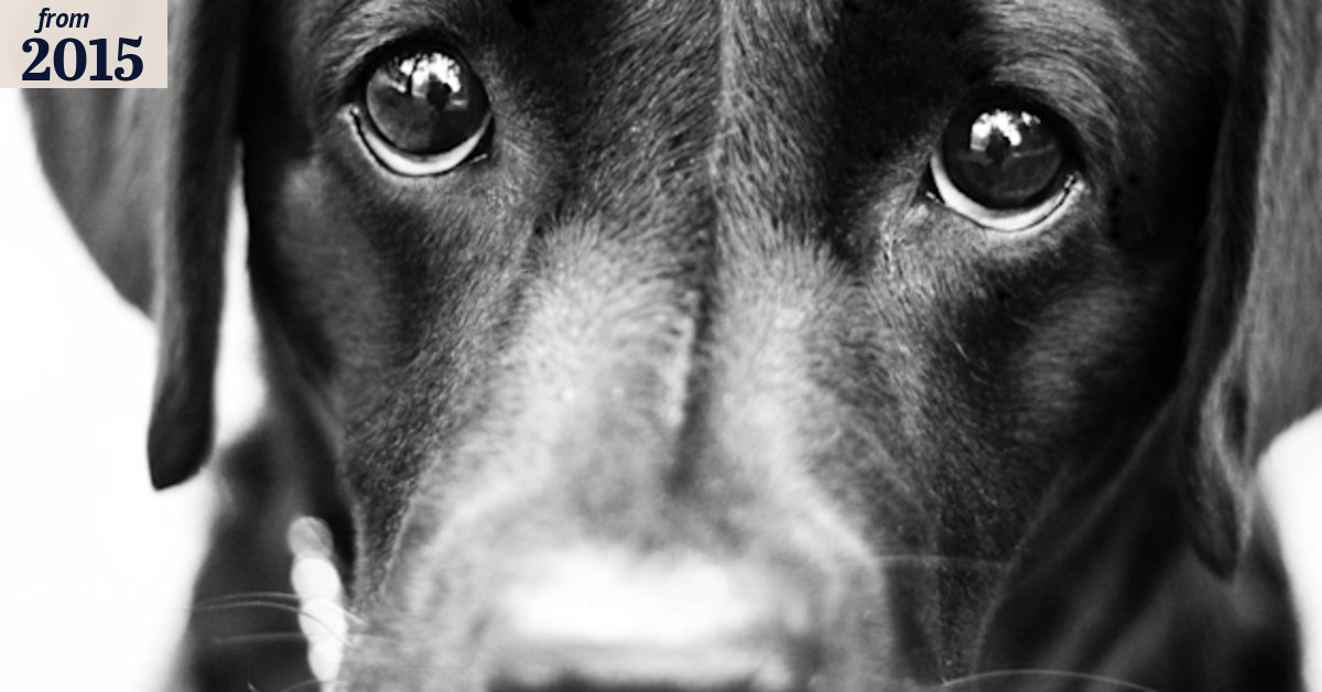 What making puppy eyes with your dog says about evolution