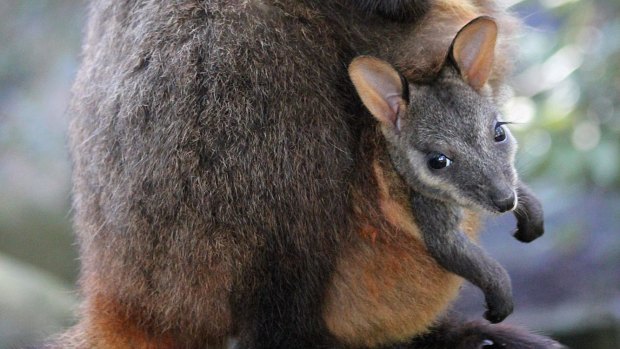 The youngster is the sixth brush-tailed Rock wallaby for Taronga Zoo.