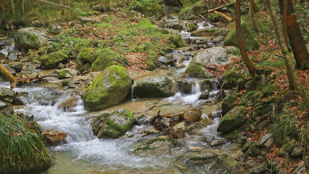 Waterfall and stones covered in moss,  unspoiled nature at Nakasendo walking trail from Magome to Tsumago, Japan. 